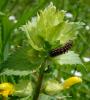Melitaea sp.